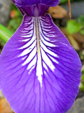 blue iris photo