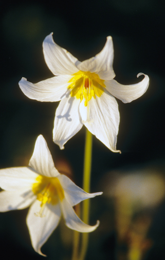 glacier lily photo