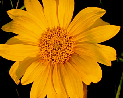 Sunflower photo